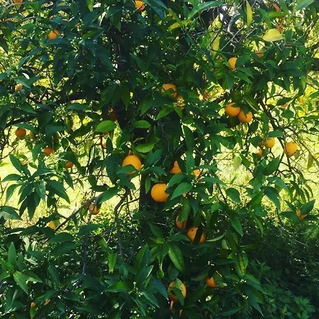 Casa Lela 3...hydra Lägenhet